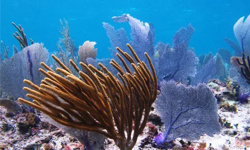 Snorkel en arrecife