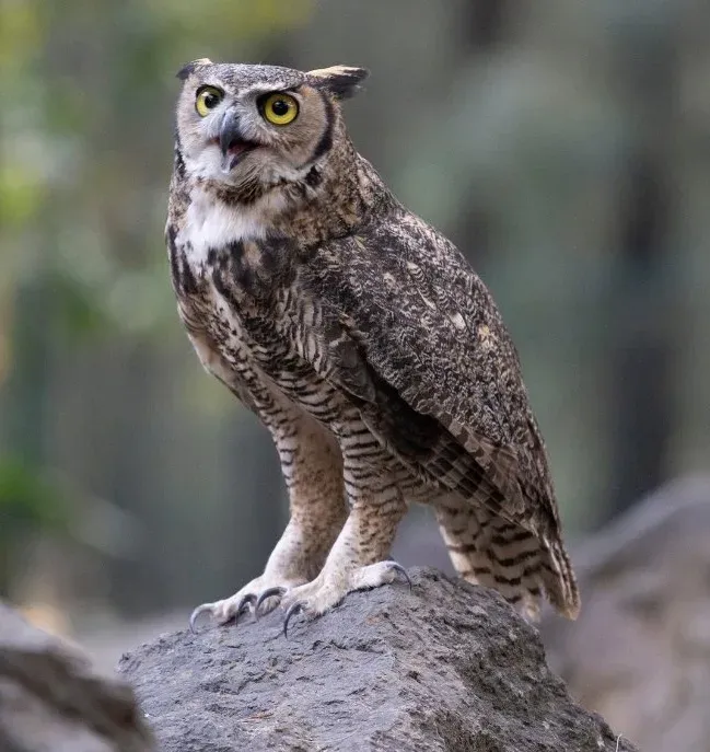 Buho en el Bosque los Colomos de Guadalajara