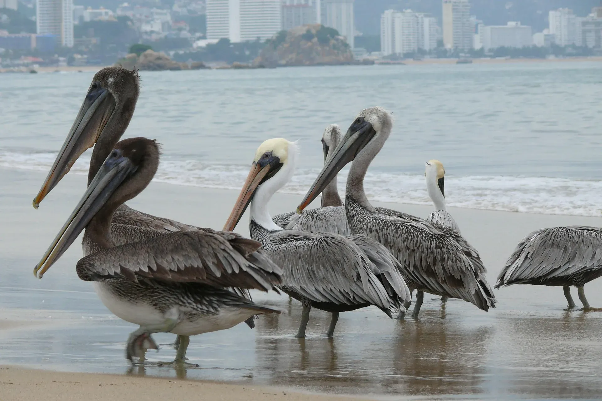 Garzas y cormoranes en las orillas del río Grijalva