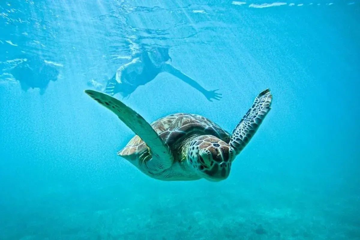 Snorkel con tortugas marinas en las aguas turquesa de Akumal