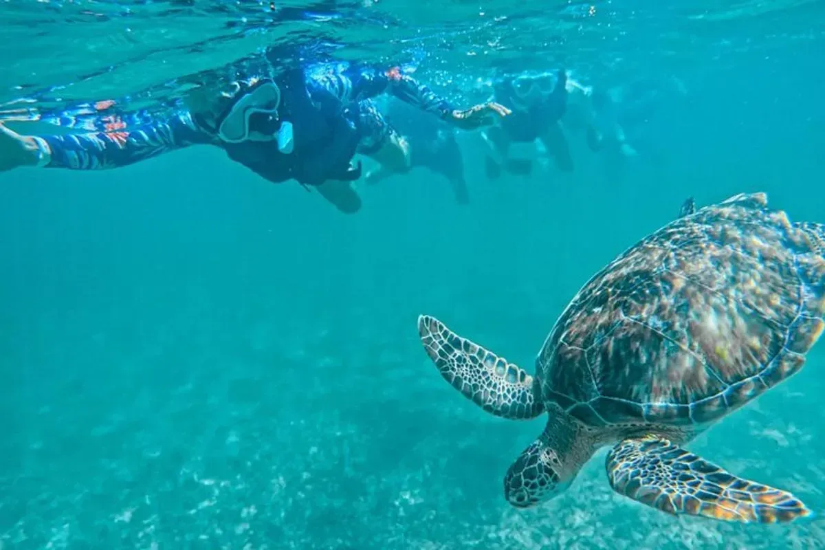 Tortuga marina nadando en aguas cristalinas de la bahía de Akumal