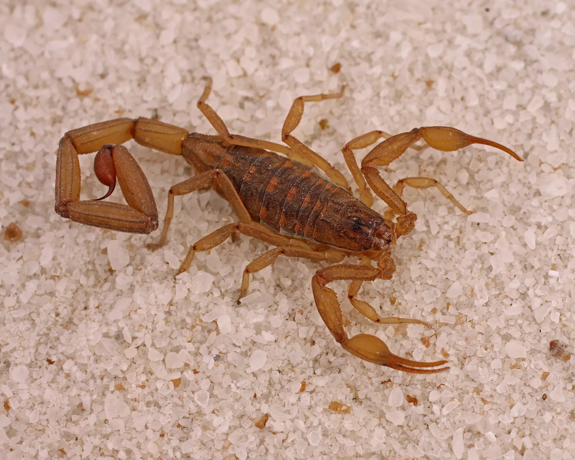 Alacrán Centruroides infamatus, especie típica del norte de México