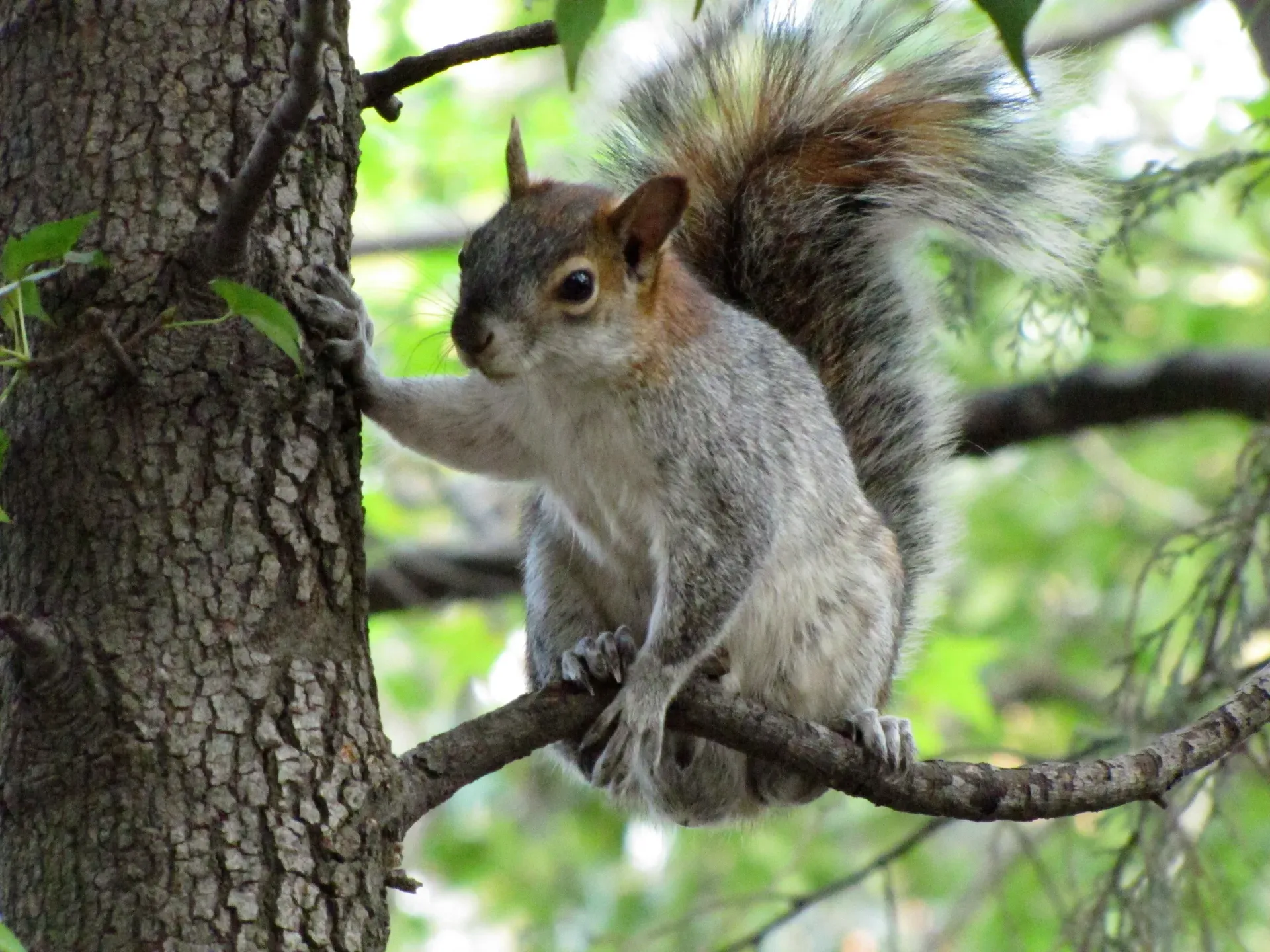 Ardilla gris trepando en el parque Los Viveros de Coyoacan