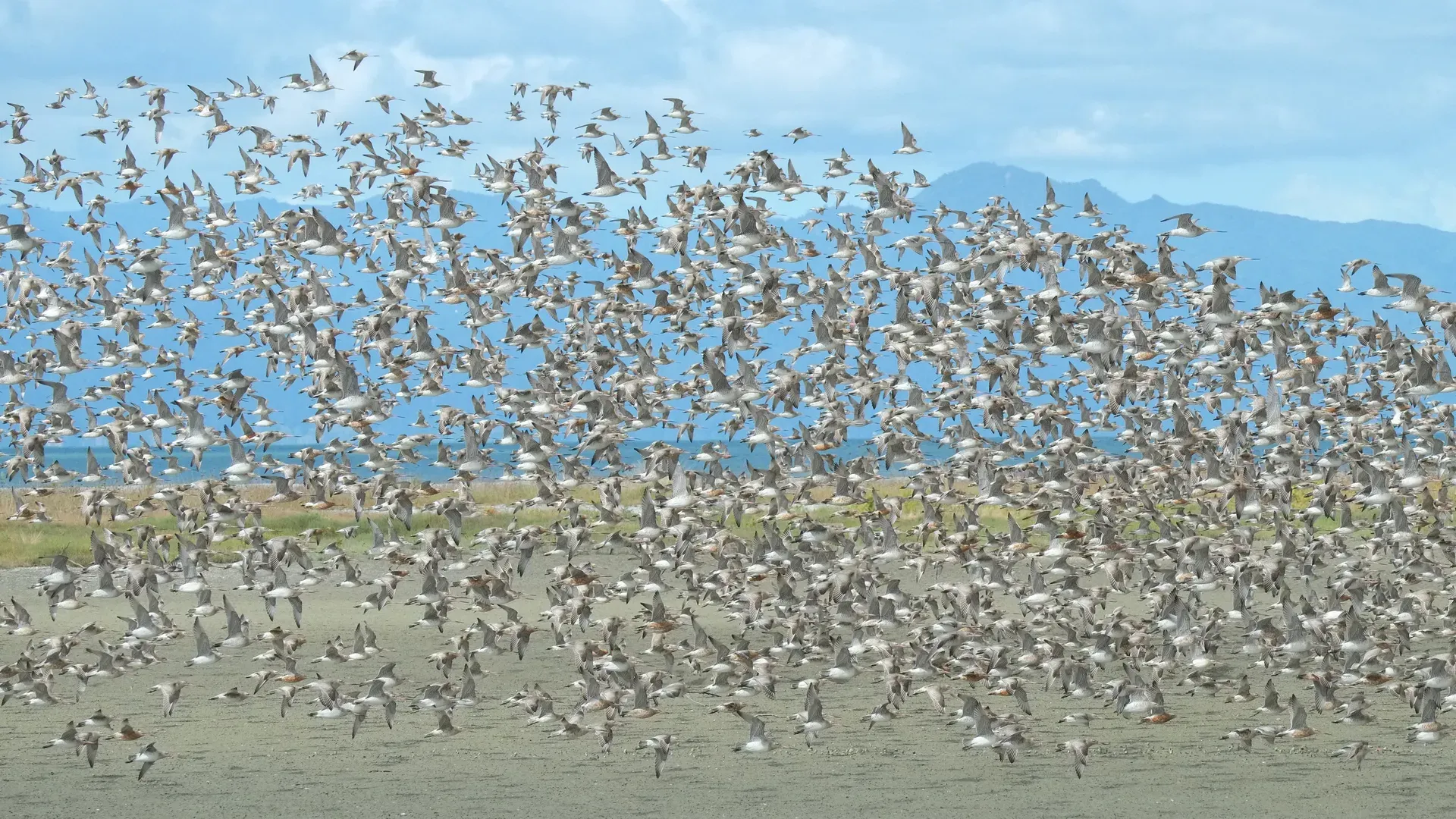 Bandada de aves acuáticas en vuelo sobre humedal