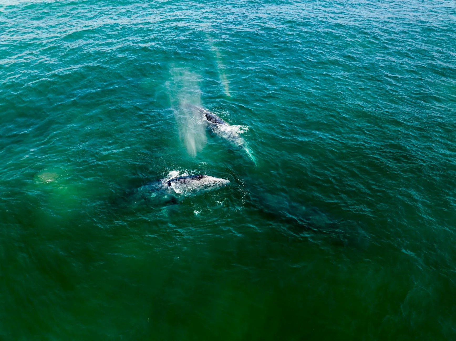 Avistamiento de ballenas