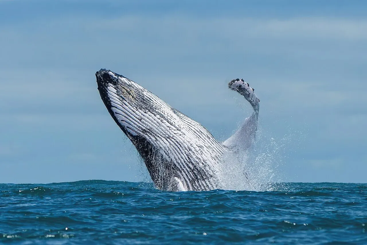 Ballena jorobada saltando en el Mar de Cortés