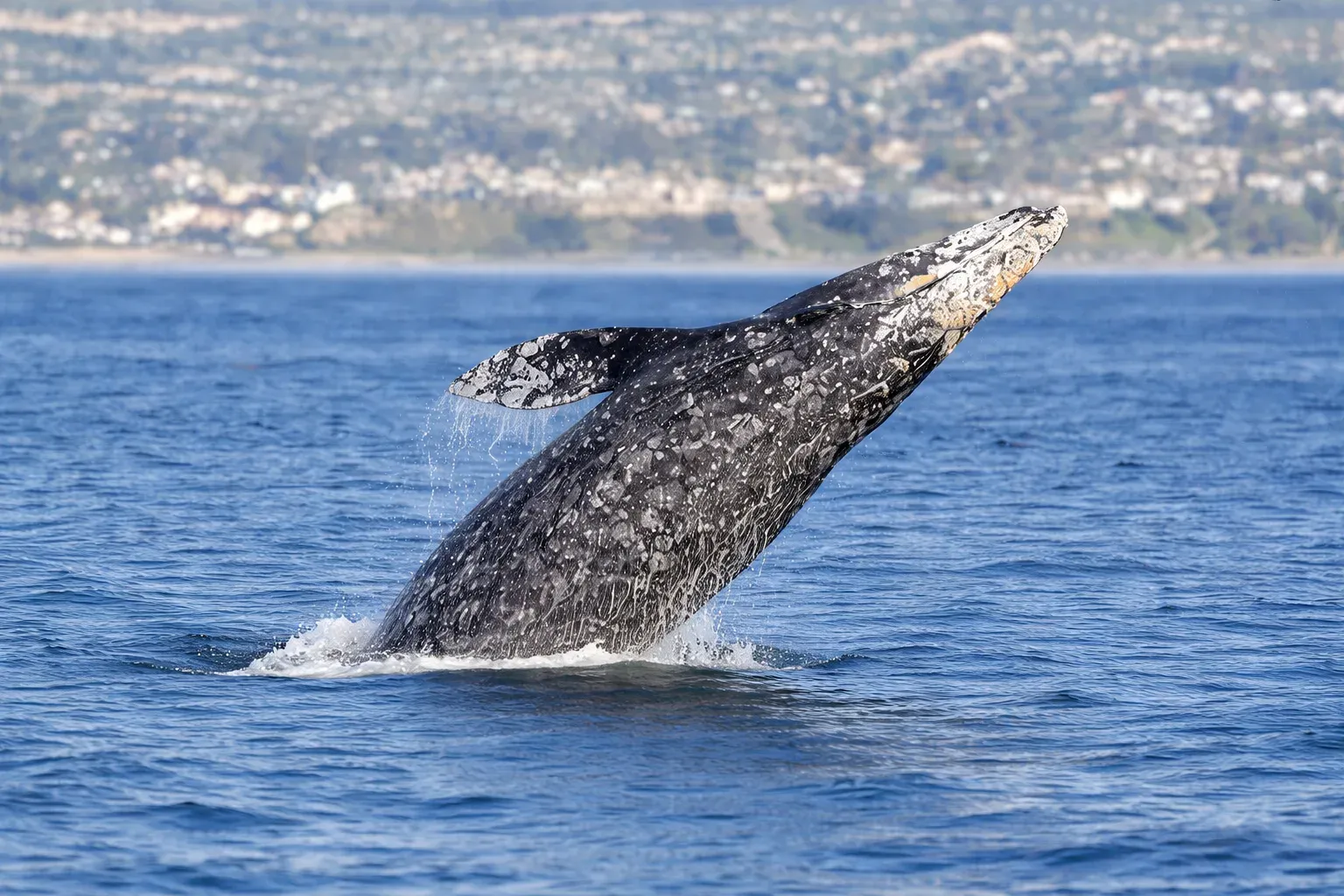 Ballena gris emergiendo del oceano