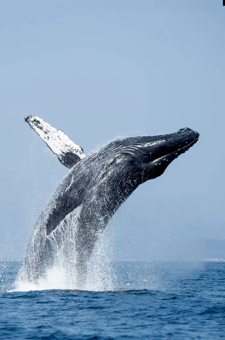 Ballenas o Aventura en la Sierra
