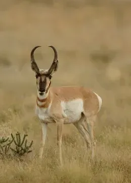 Borrego cimarrón en el desierto