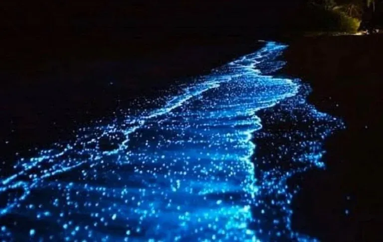 Bioluminiscencia en el agua de Punta Cocos