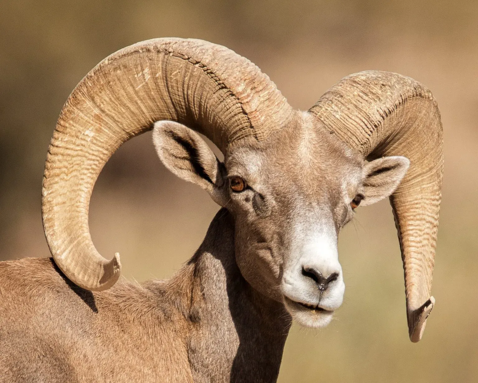Borrego cimarrón con grandes cuernos curvados, especie emblemática de Sonora