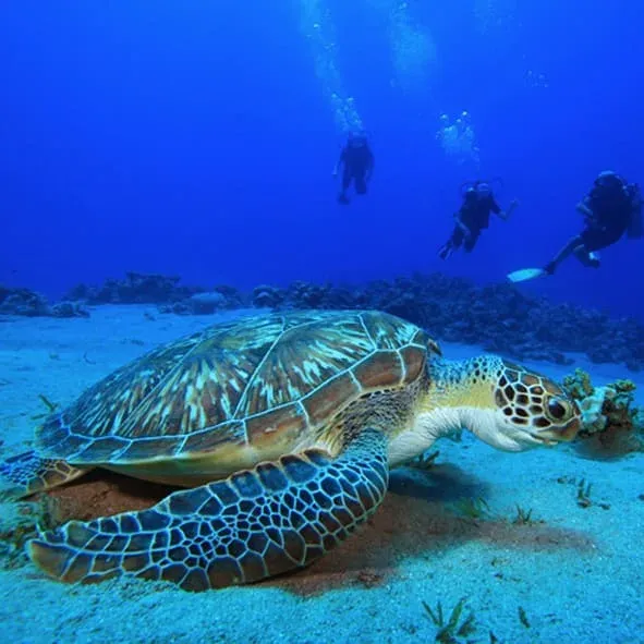 Tortuga marina nadando en el oceano