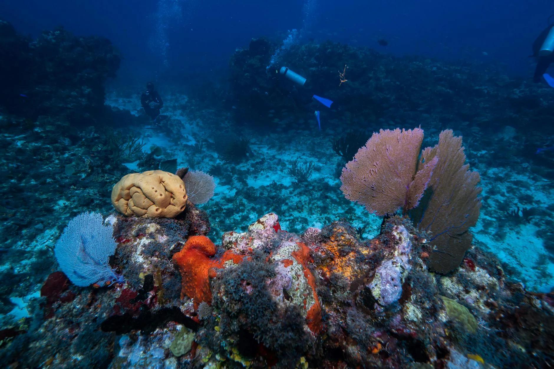 Buceo