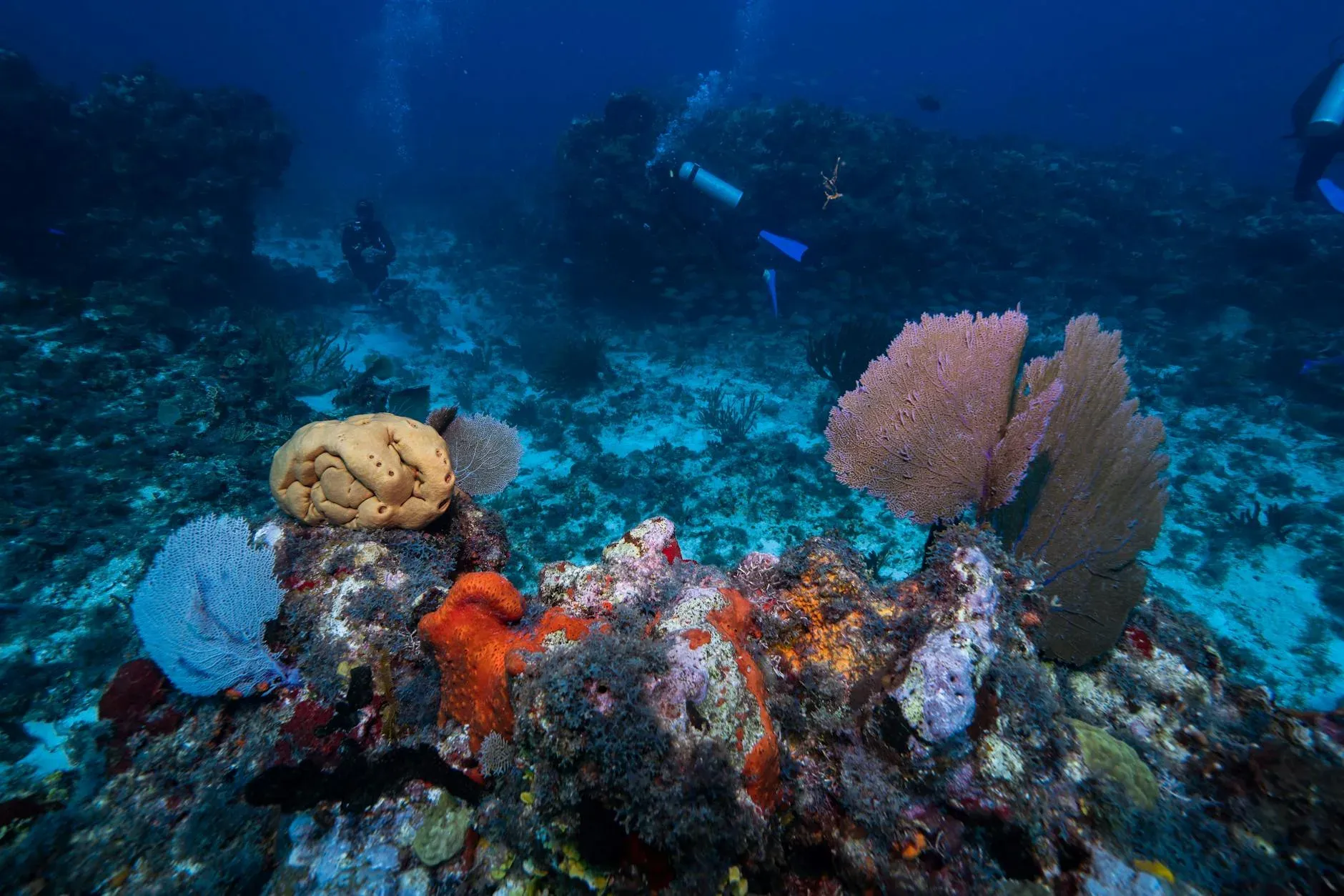 Buceo