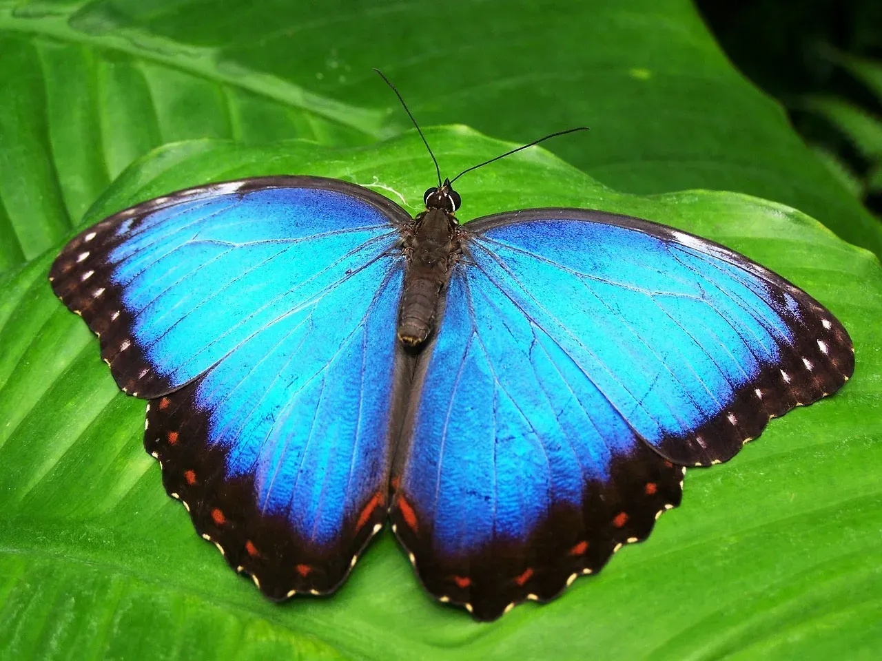 Mariposa Morfo