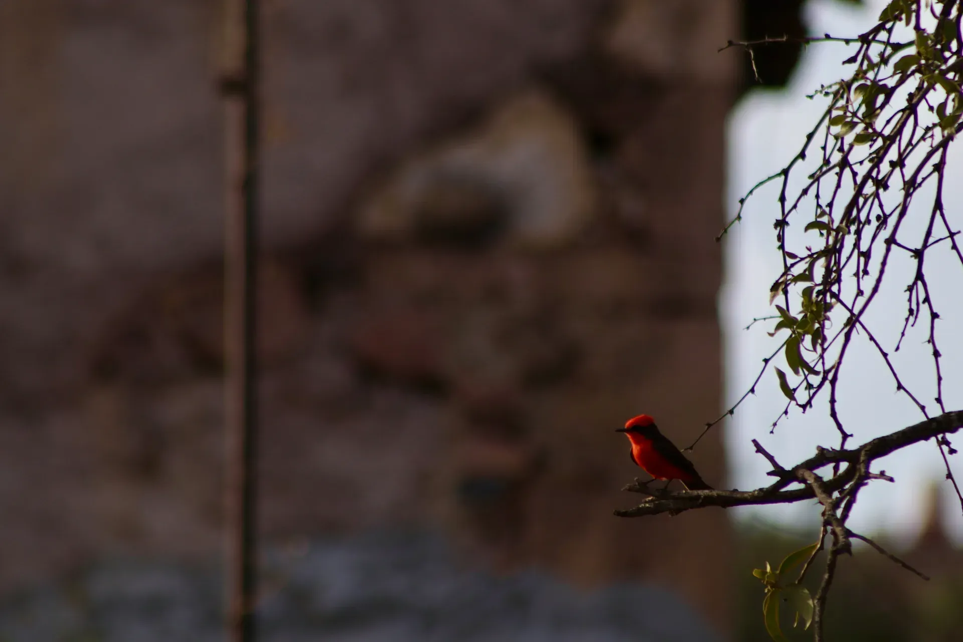 Pajaro rojo posado en rama