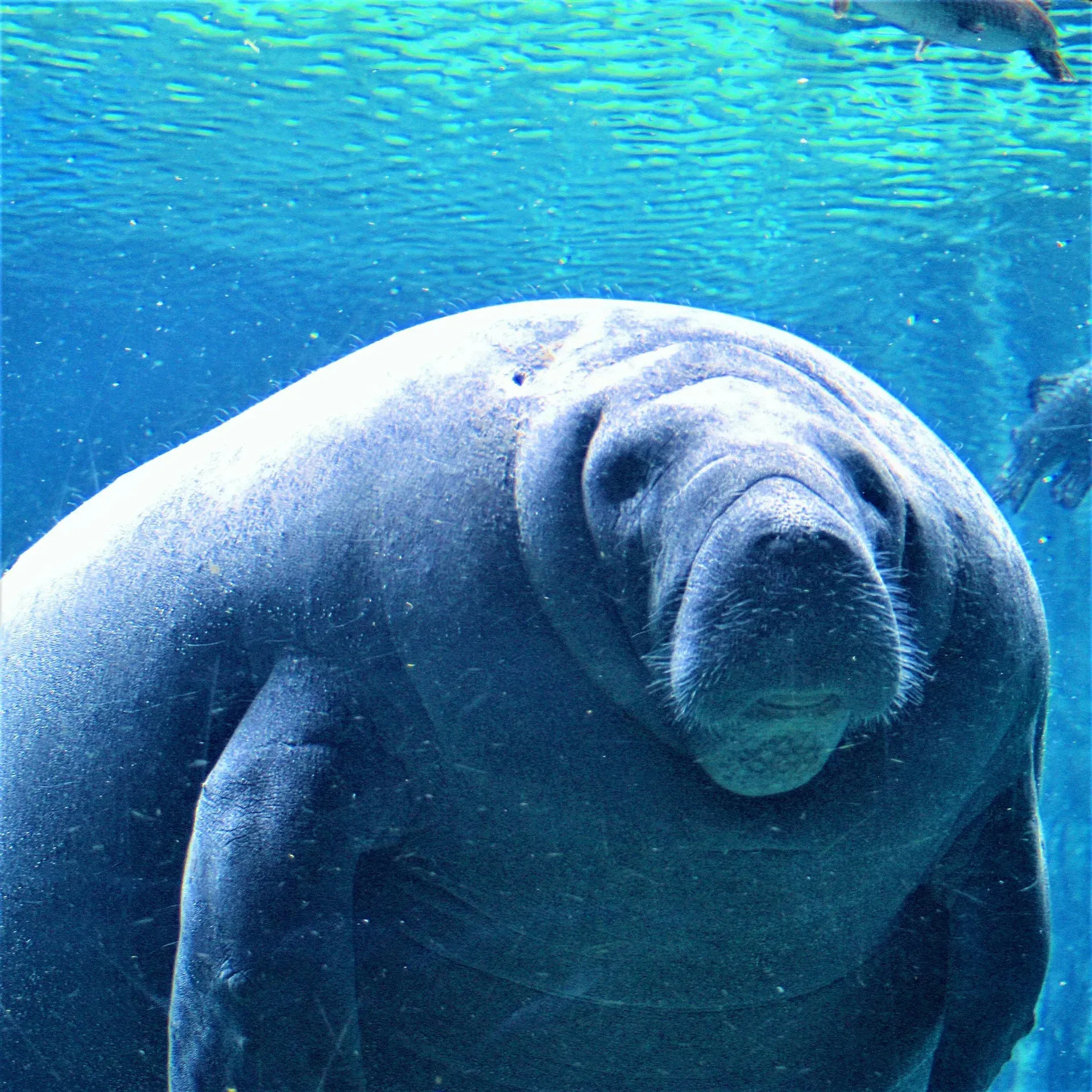 Interior del Acuario de Veracruz con especies marinas