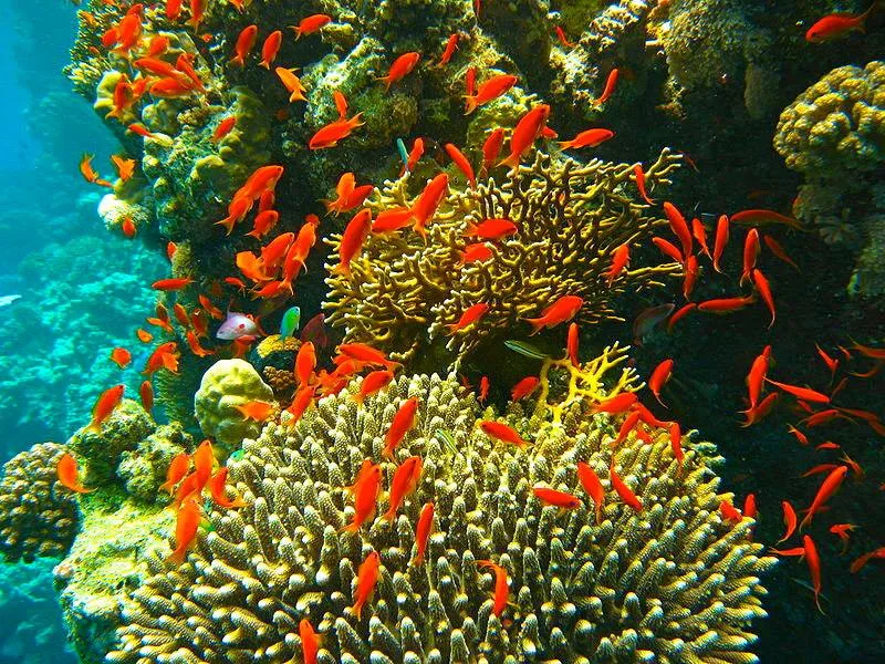 Foto de Isla de Enmedio y el Arrecife Veracruzano
