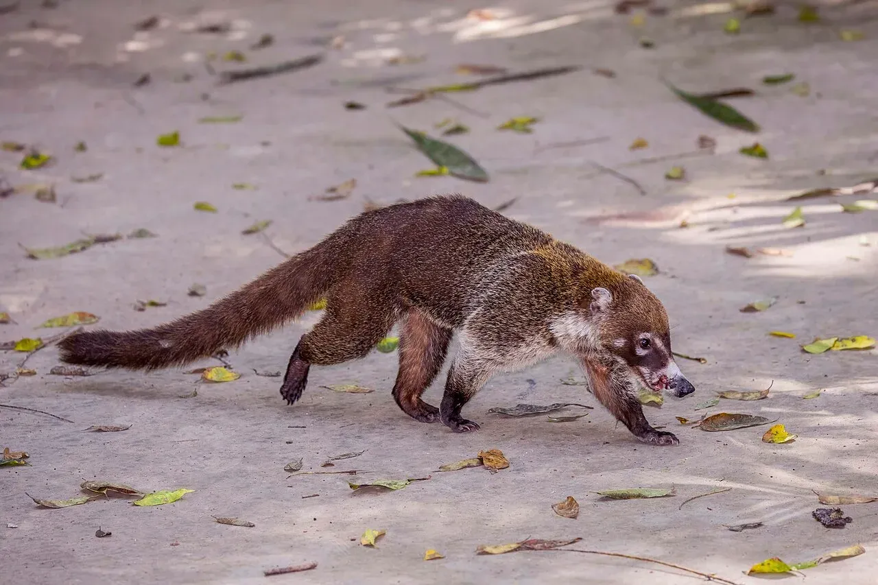 Coatí de nariz blanca caminando en su hábitat natural