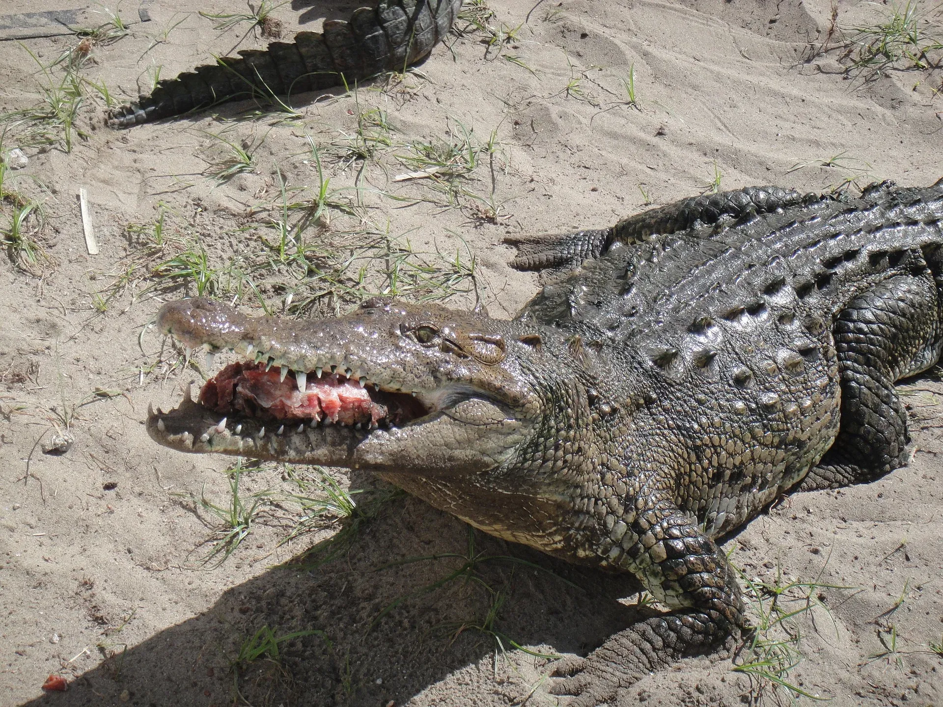 Cocodrilo de río tomando sol en la orilla del Grijalva