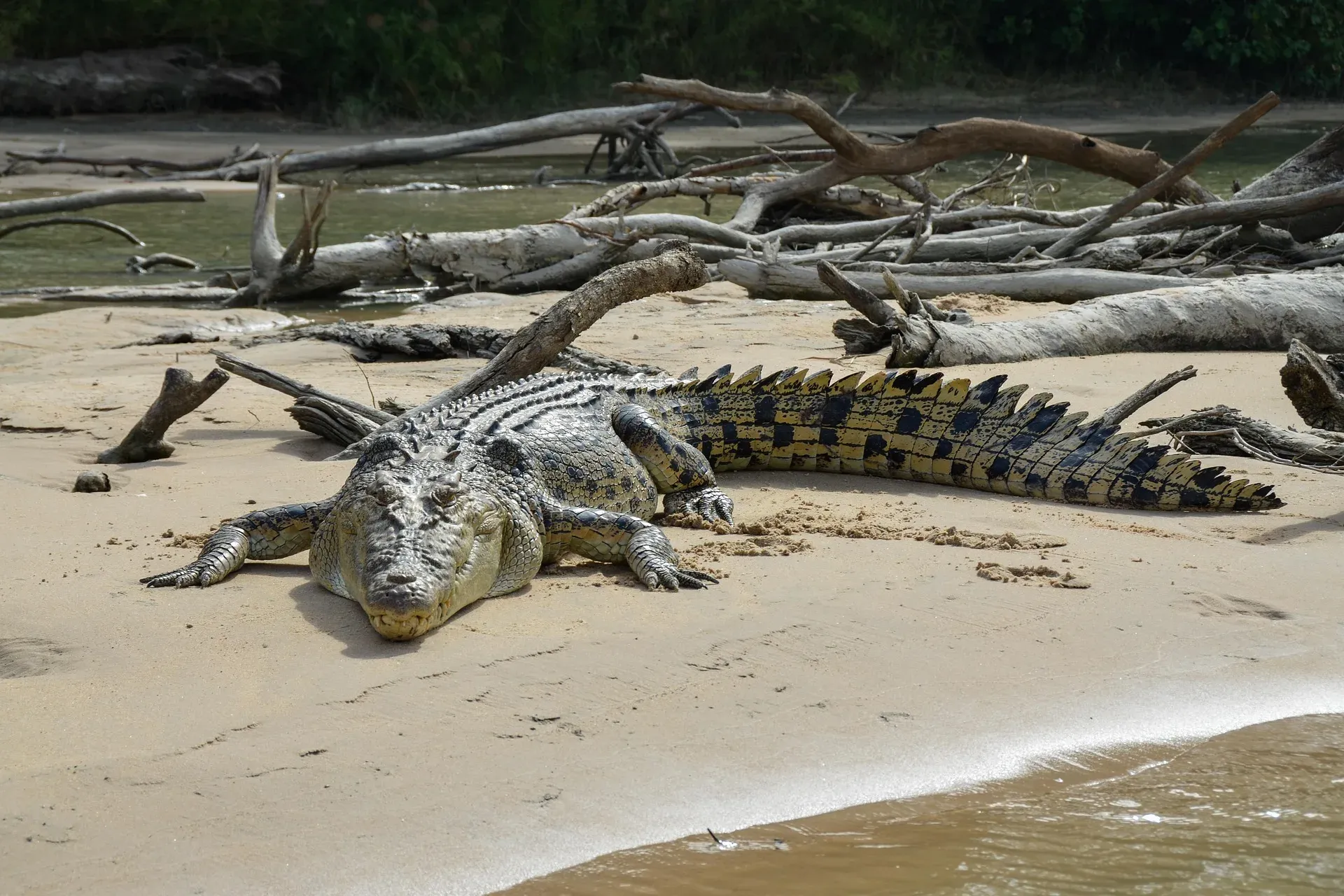 Cocodrilo en los manglares de la Laguna Nichupté, Cancún