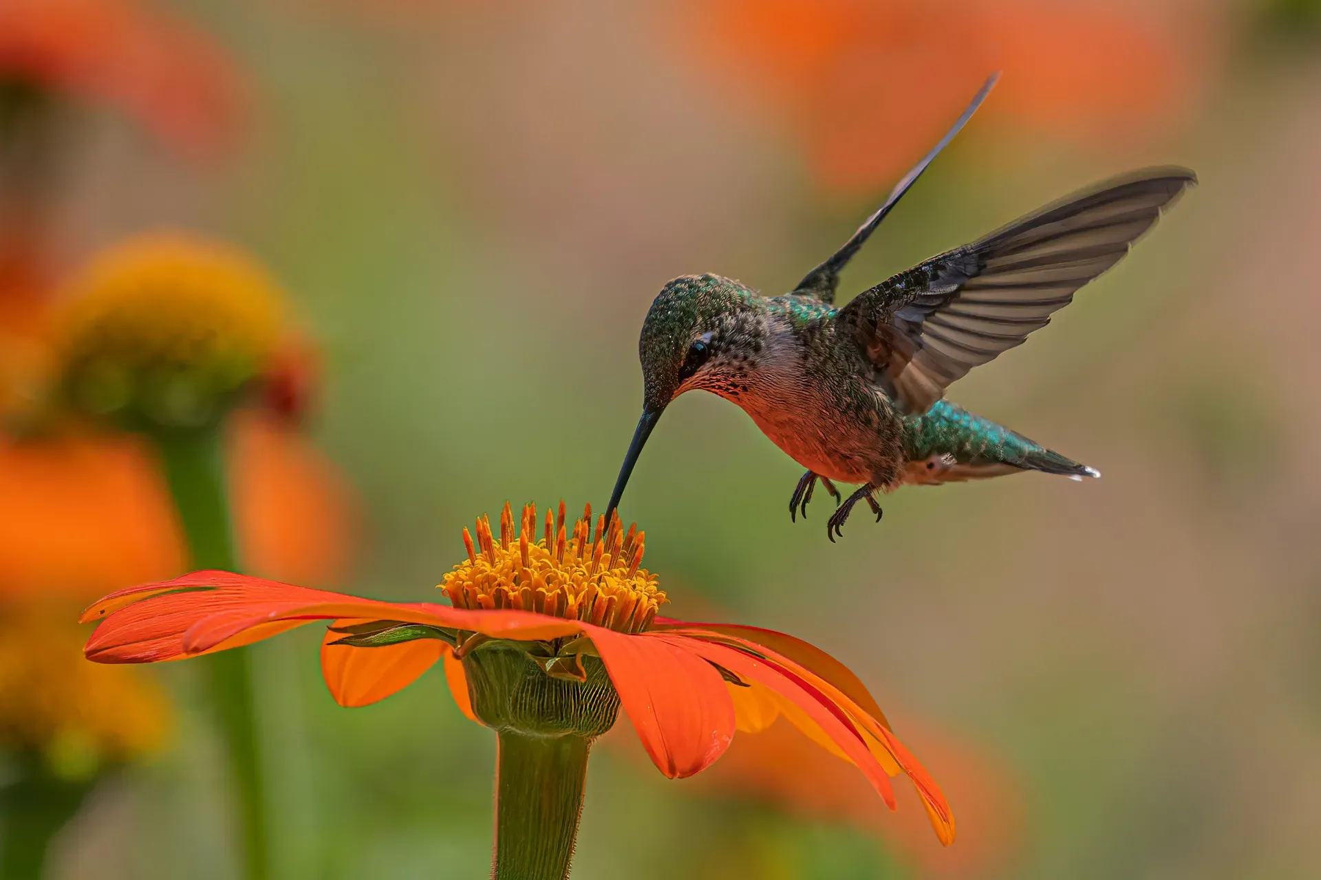 Colibri alimentandose de flor naranja