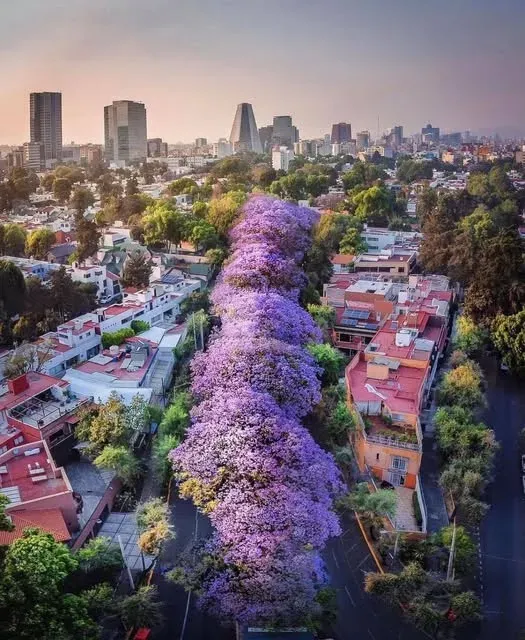 Quiosco octagonal en jardín rodeado de jacarandas en flor color violeta