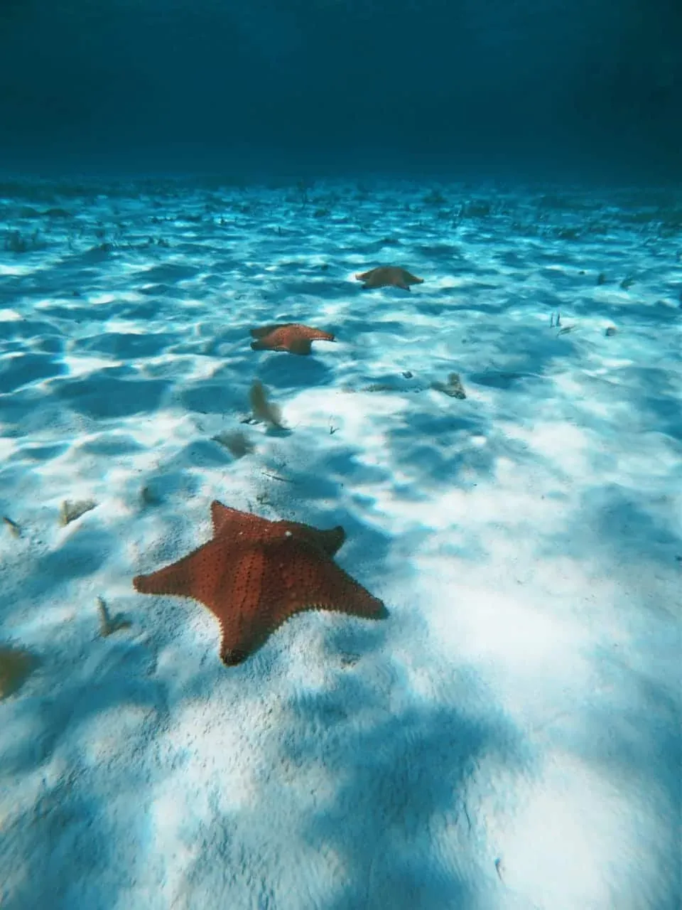 Cozumel o Isla Mujeres
