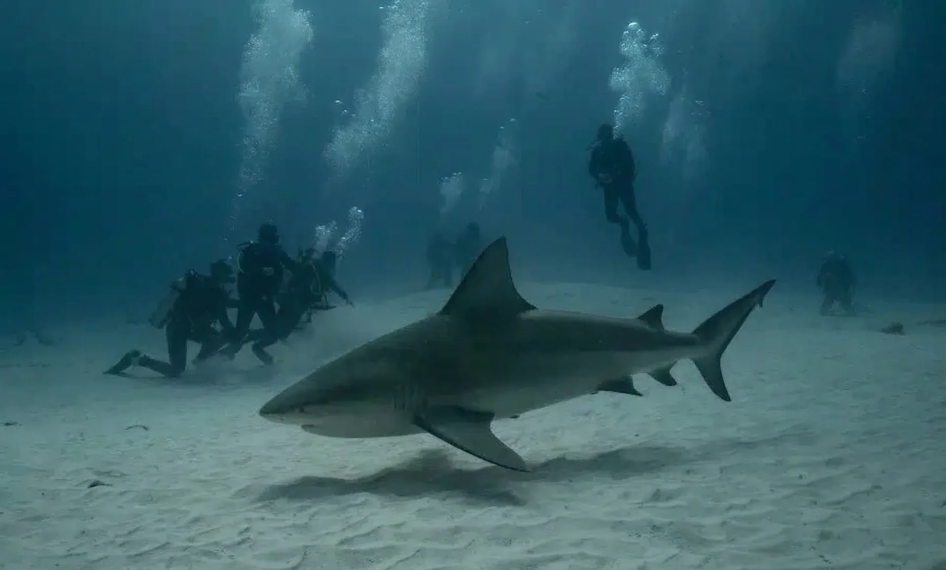 Foto de Buceo en arrecifes y barcos hundidos