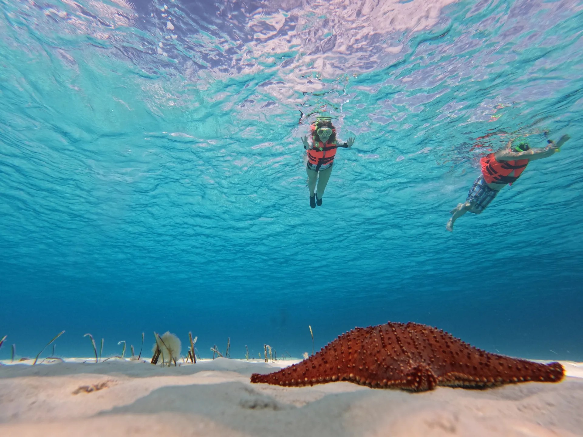 Hacer snorkel en El Cielo y los Arrecifes Palancar y Colombia