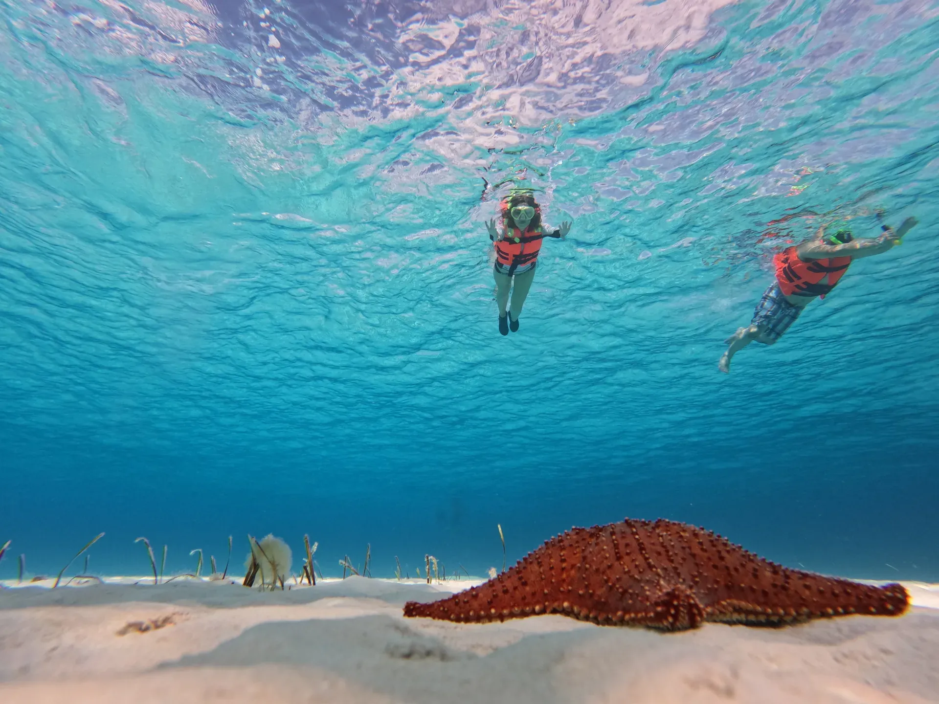 Banco de arena El Cielo en Cozumel con estrellas de mar y agua cristalina