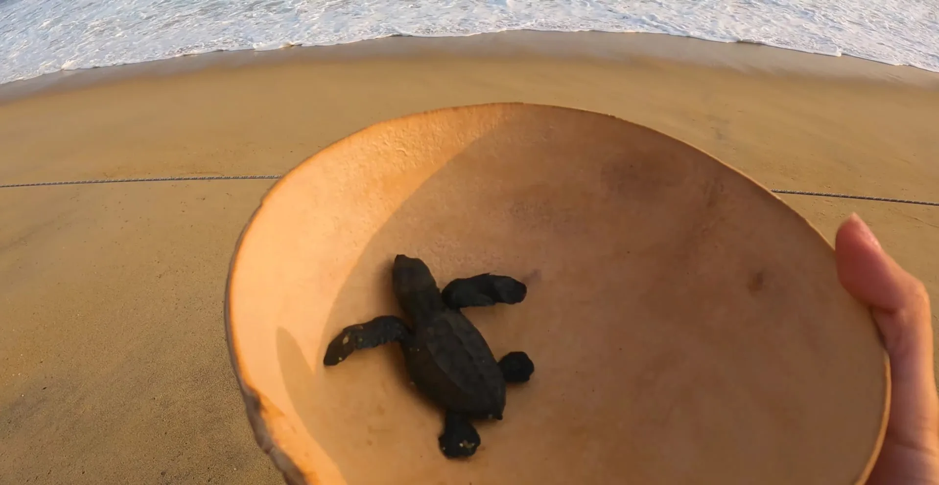 Foto de Liberación de tortugas en Bacocho