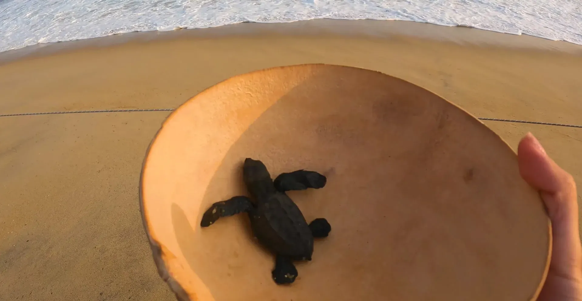 Campamento tortuguero Vive Mar en Playa Bacocho con visitantes