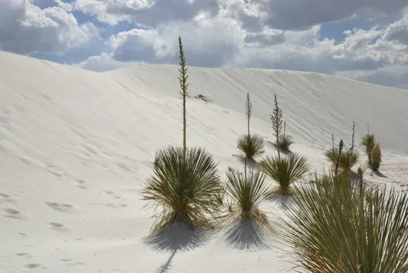 Dunas de yeso blancas de Cuatro Ciénegas con montañas al fondo en el desierto de Coahuila