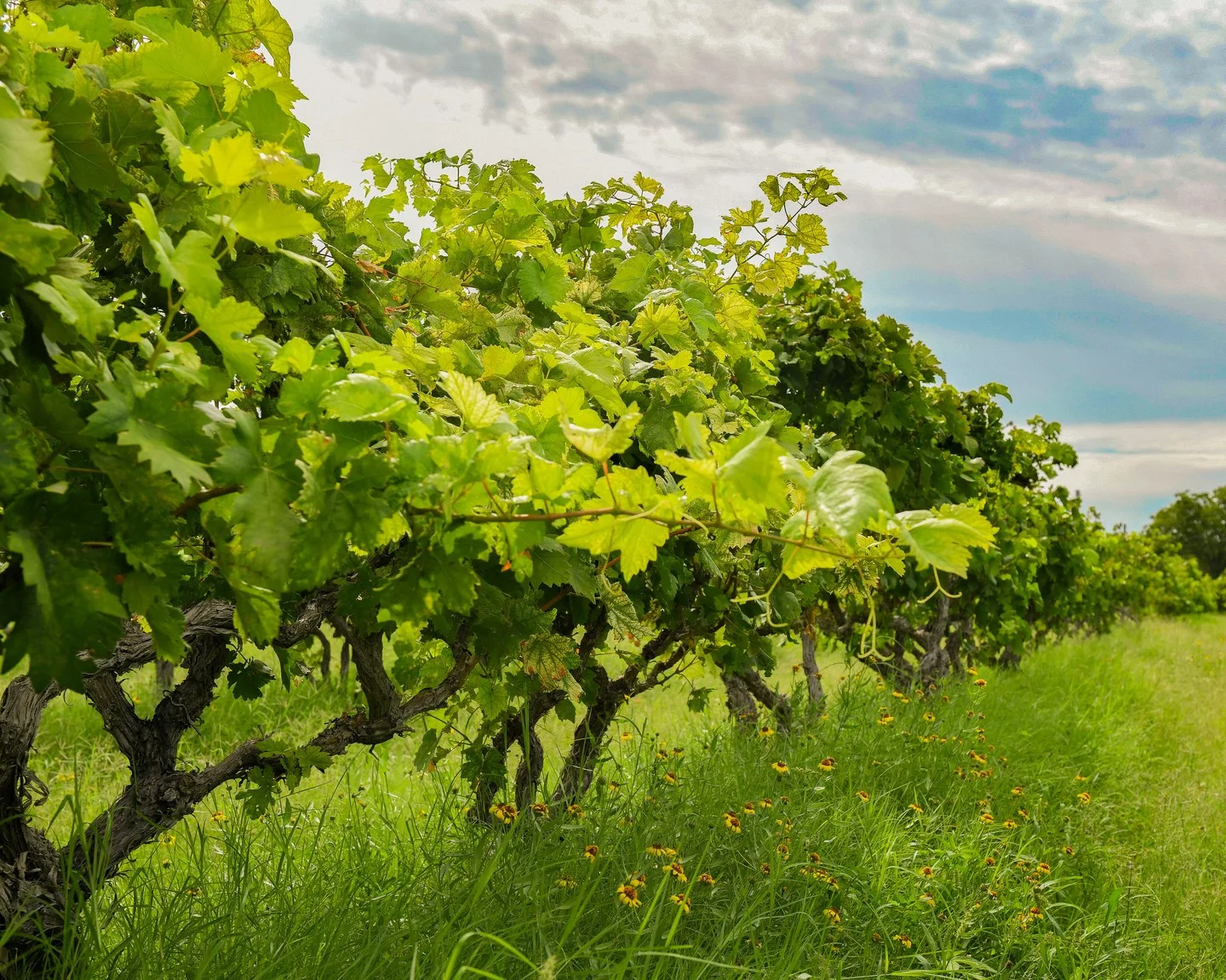 Foto de Ruta del Vino de Cuatro Ciénegas