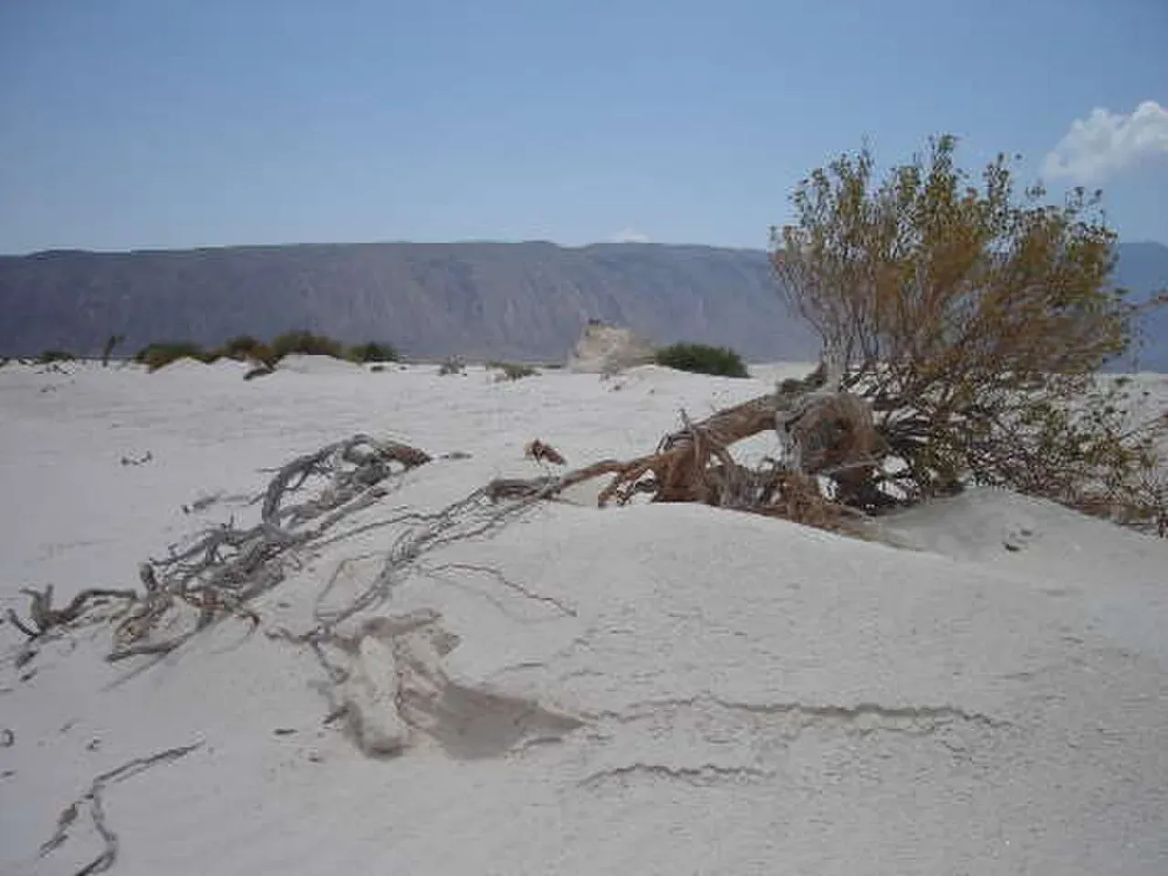 Viñedos y Camino al Desierto