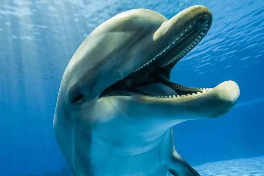Grupo de delfines nadando bajo el agua turquesa