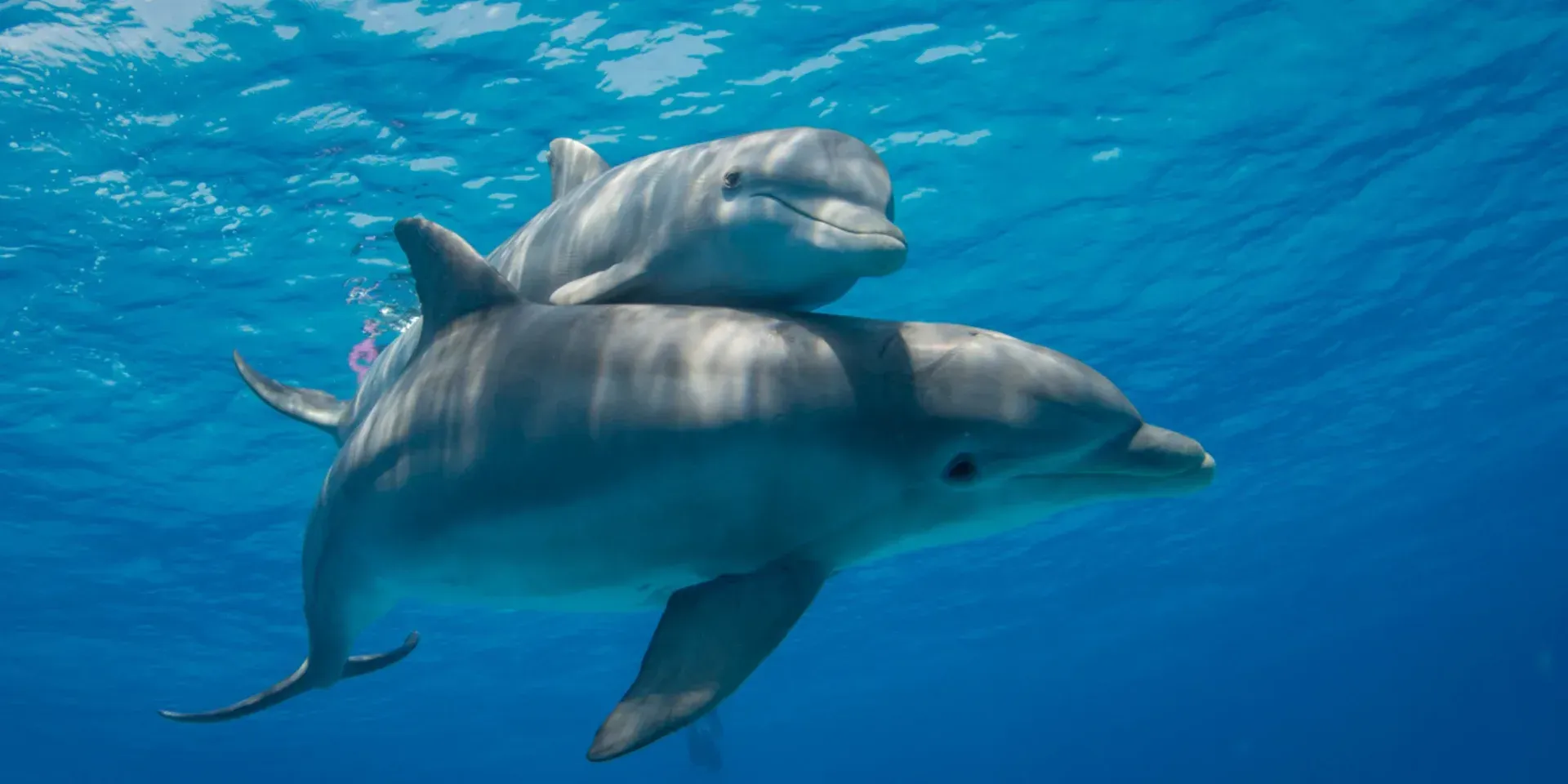 Grupo de delfines nadando bajo el agua turquesa