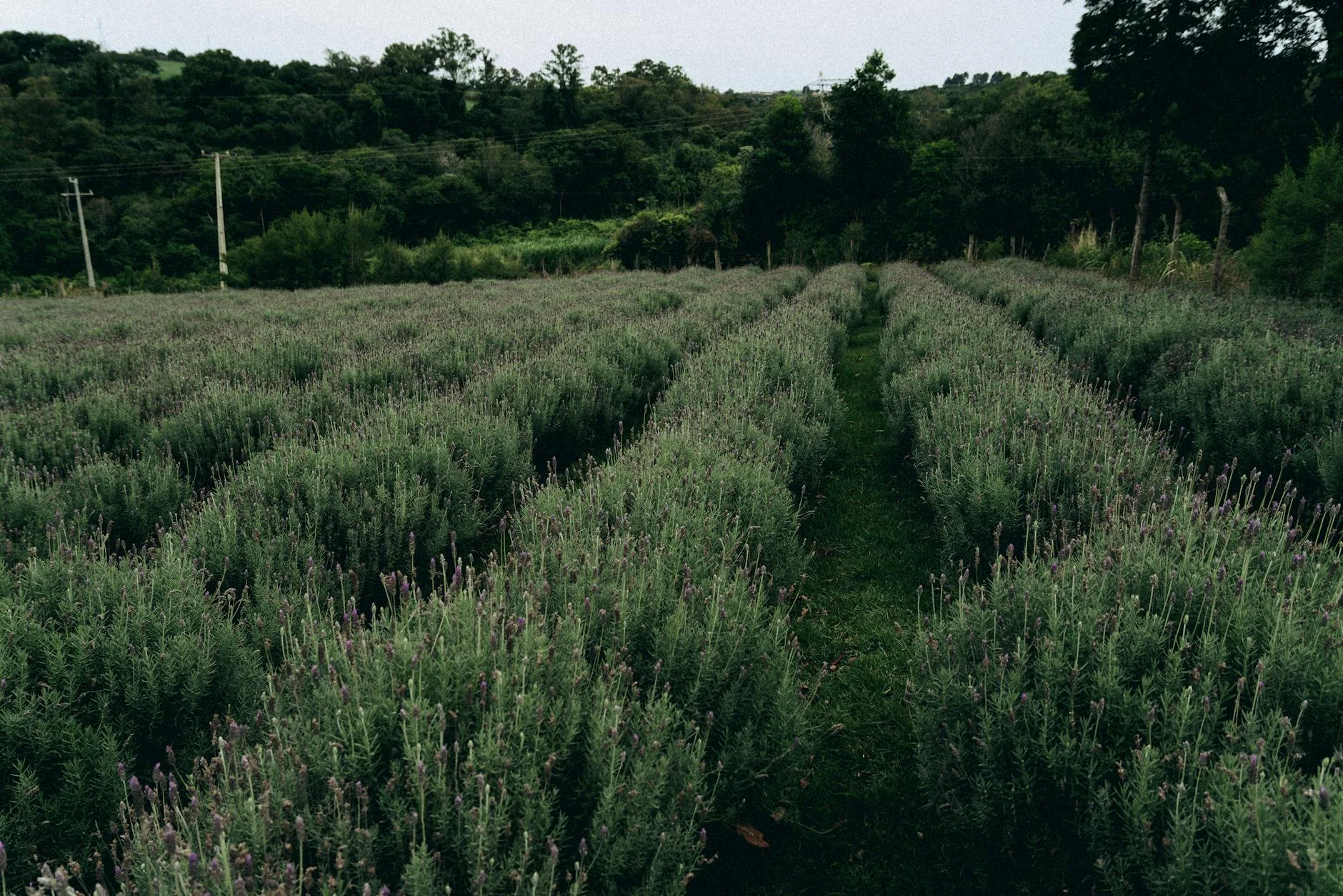 Campos de lavanda en Proyecto La Banda