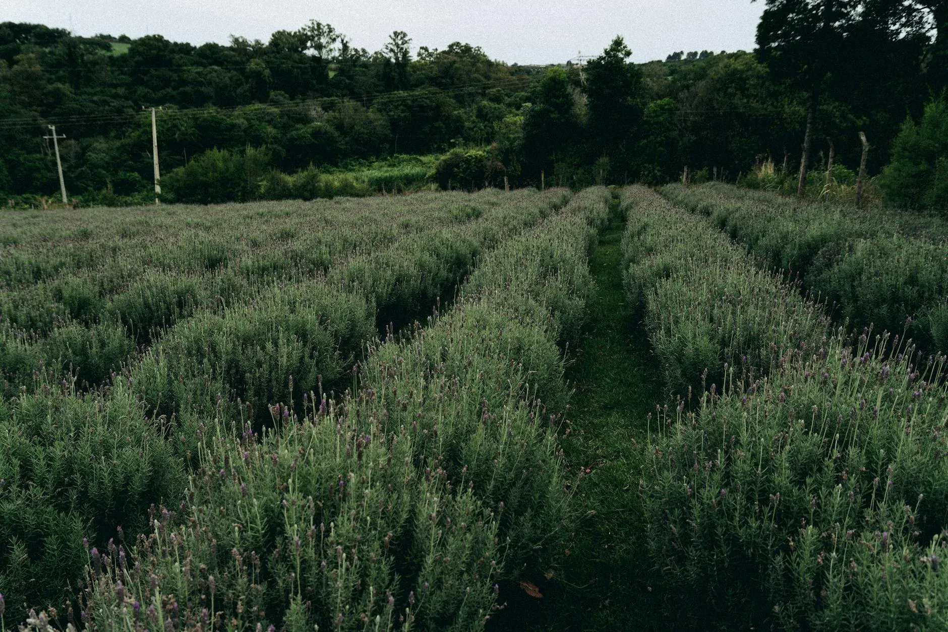Campos de lavanda en hileras moradas extensas