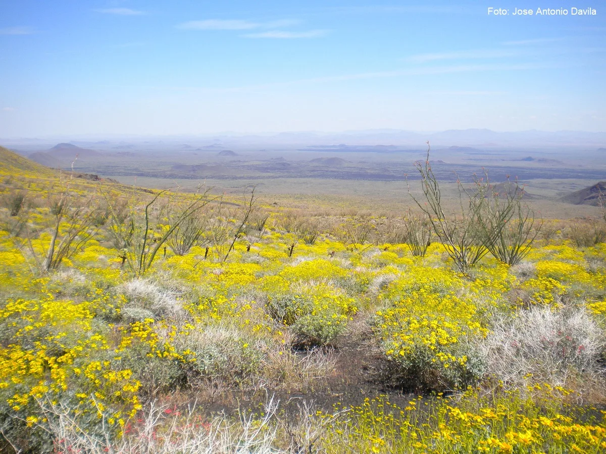 Foto de Superfloración del desierto