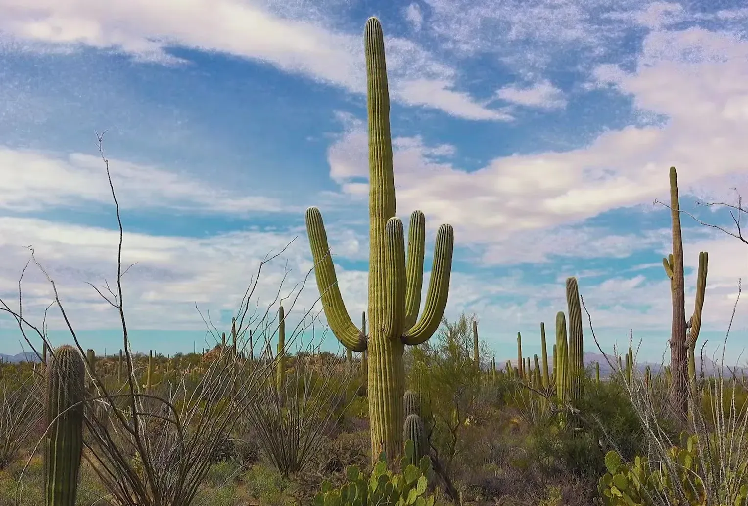 Saguaro crestado gigante en el desierto de Sonora