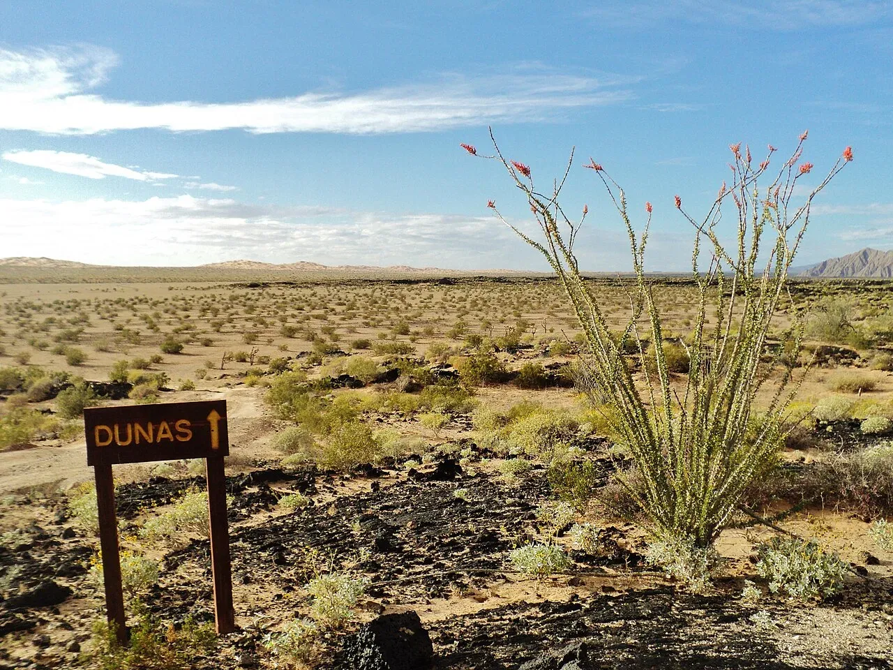 Señalización de Dunas con ocotillo florecido en la Reserva El Pinacate