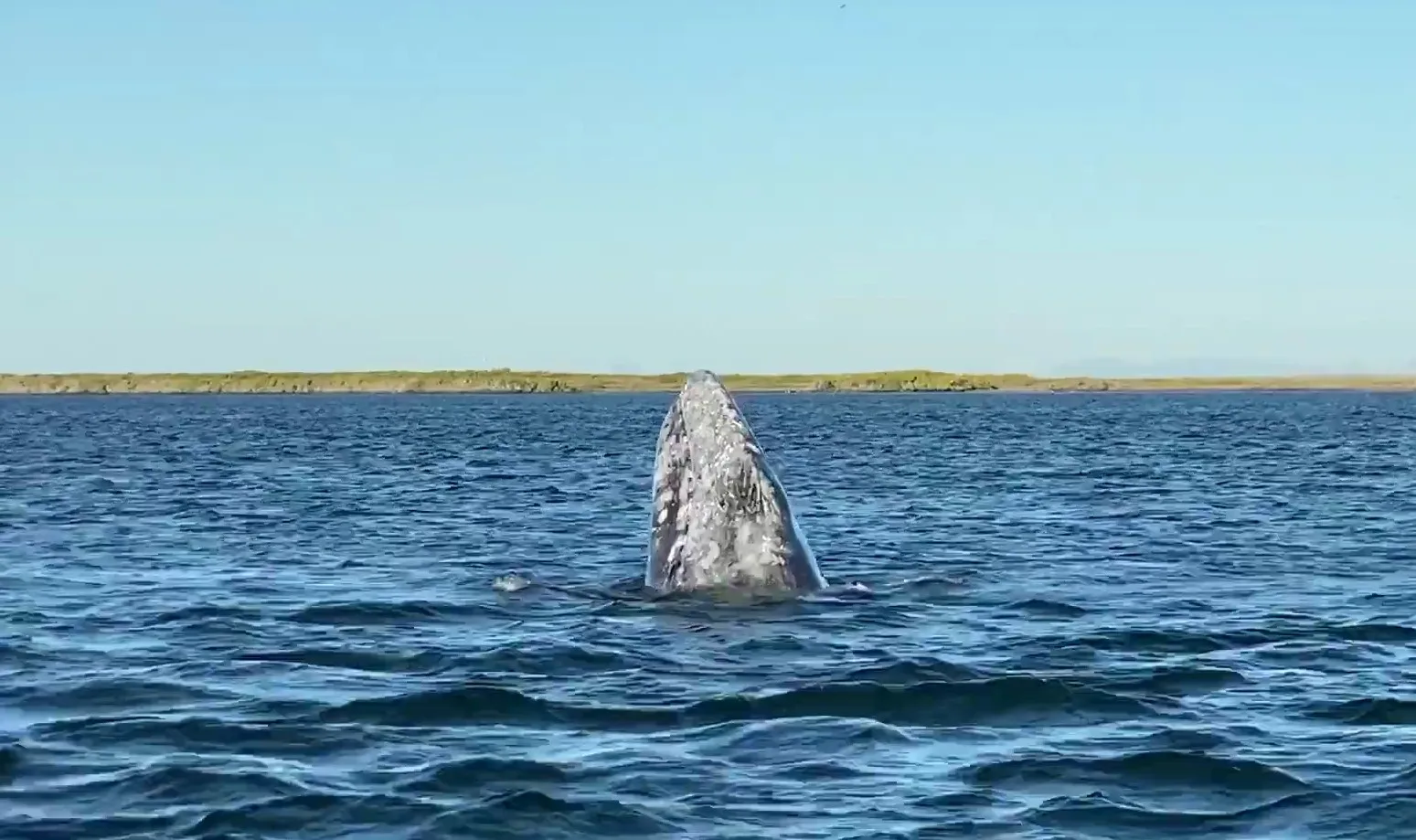 Avistamiento de ballena gris