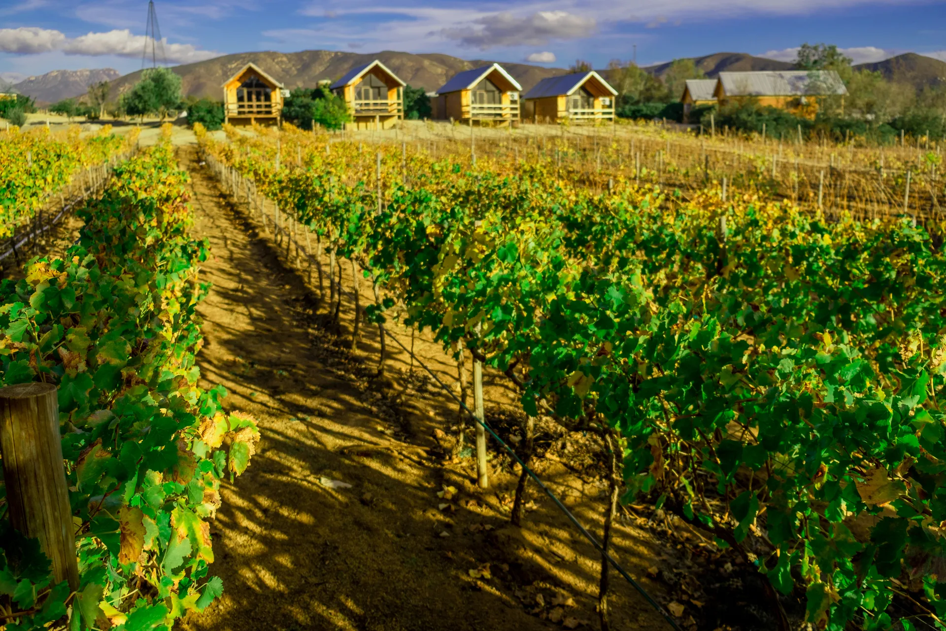 Catar vinos en el Valle de Guadalupe