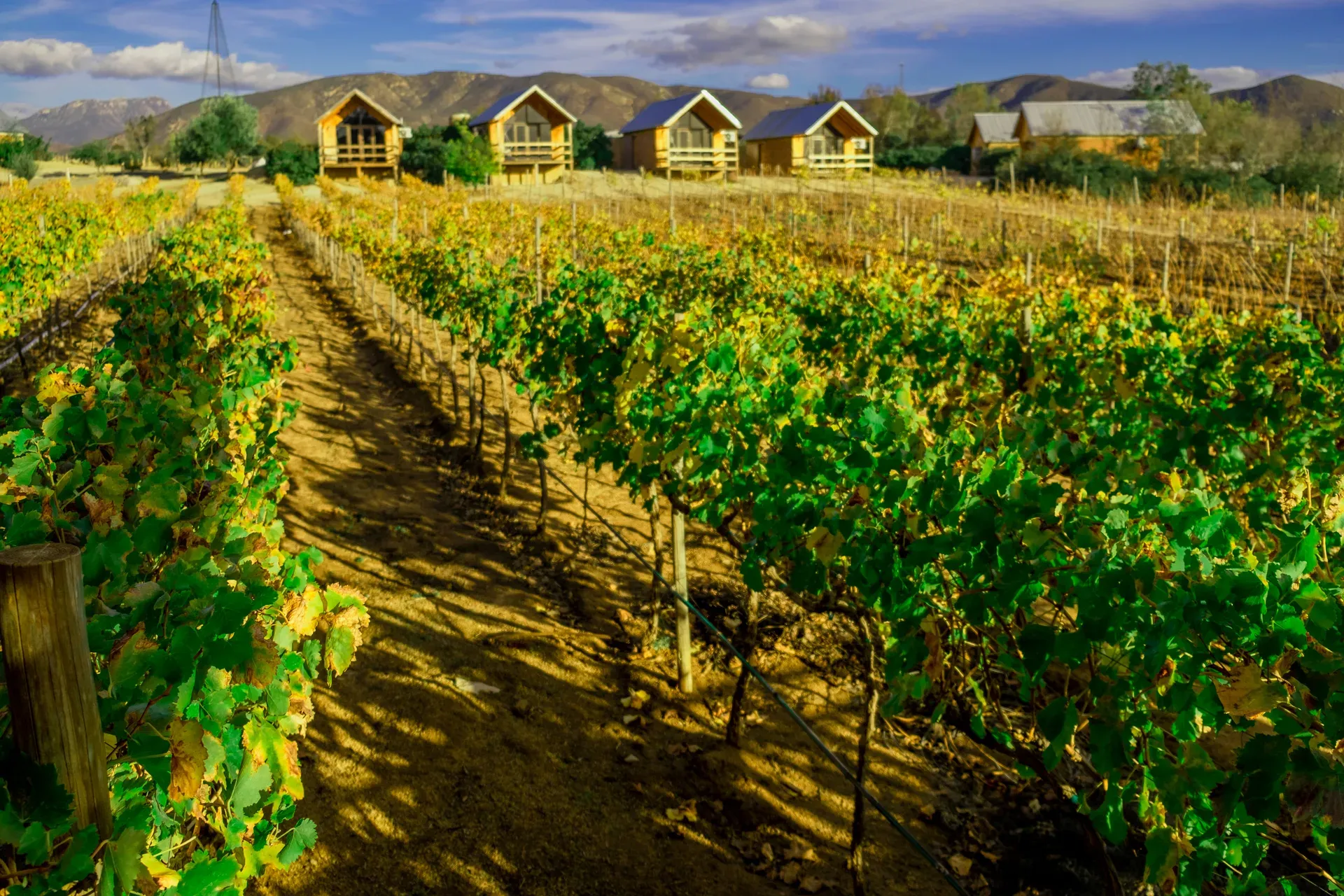 Vinedos del Valle de Guadalupe con cabanas rusticas y montanas