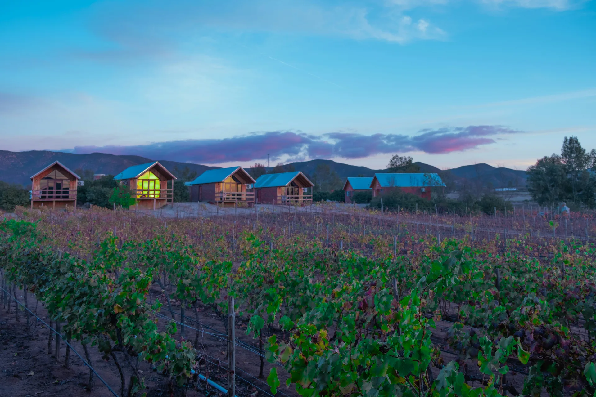 Viñedos y Vino