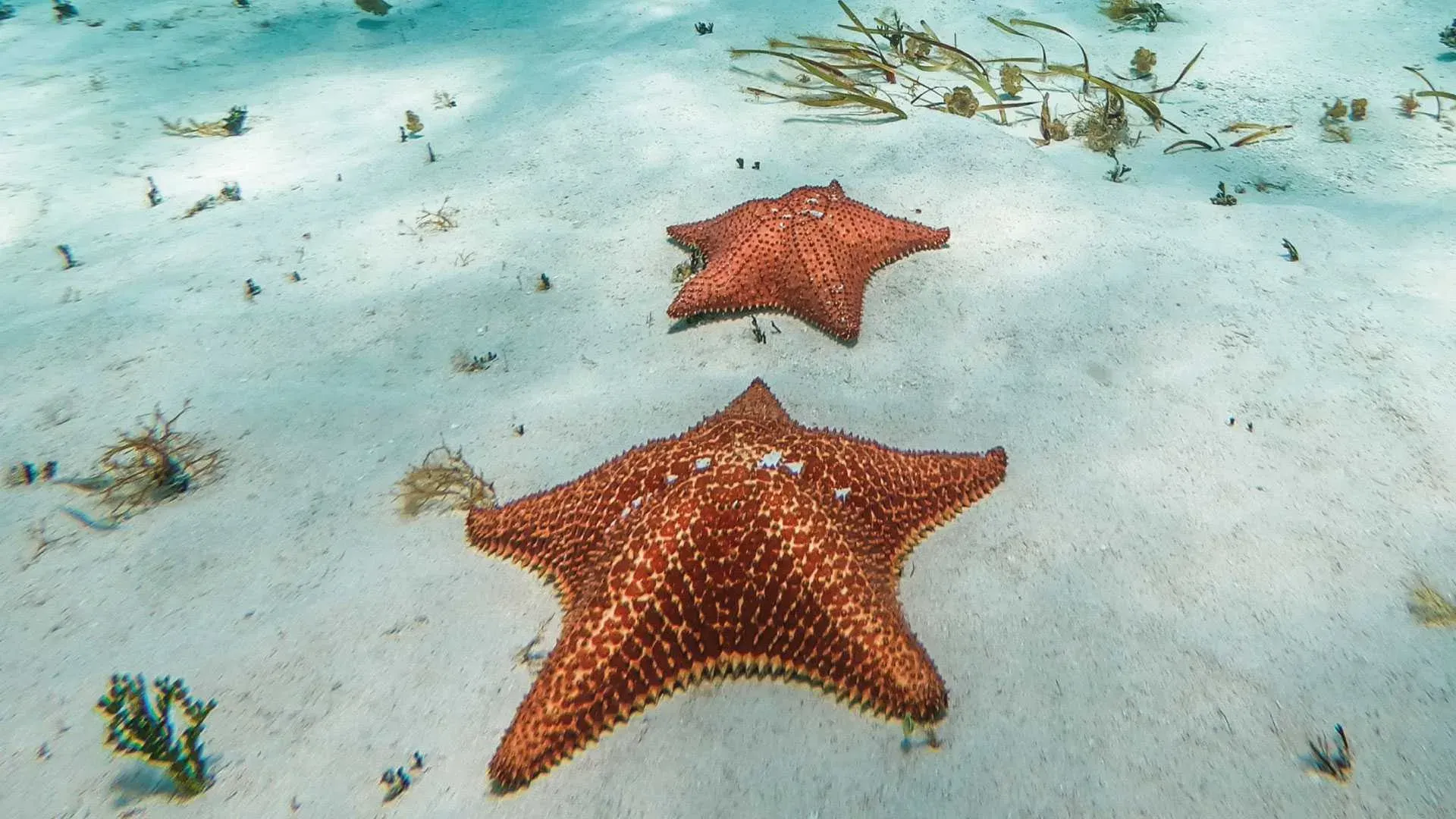 Estrellas de mar en el banco de arena El Cielo, Cozumel