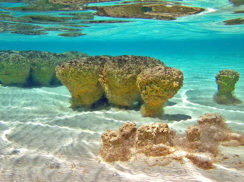 Estromatolitos milenarios en las aguas cristalinas poco profundas de Bacalar