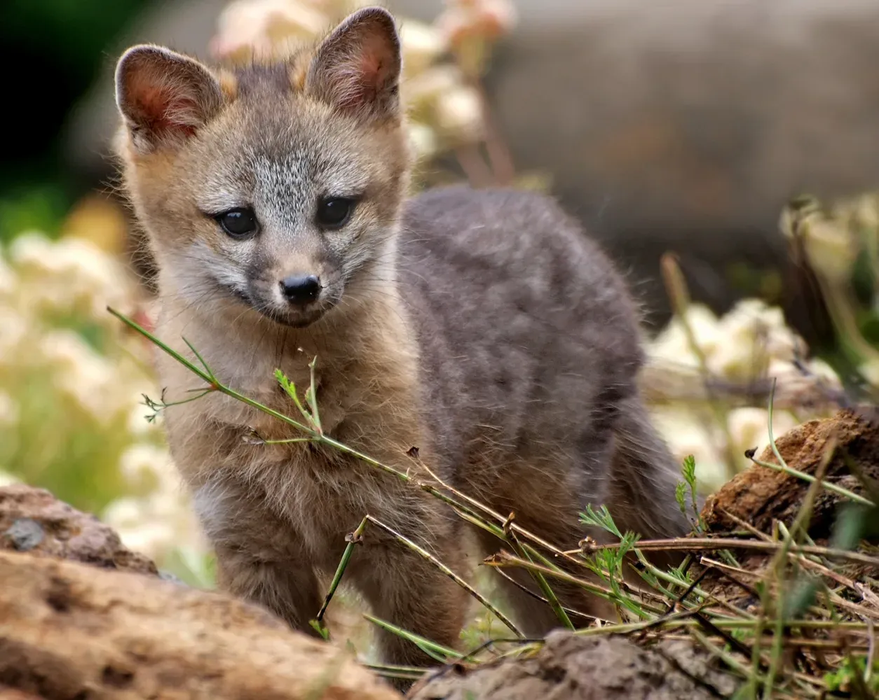Zorra gris, fauna del semidesierto queretano cerca de Bernal